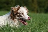 BORDER COLLIE 1425